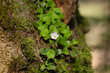 Waldsauerklee (Lat.: Oxalis acetosella) wächst an einem bemoosten Baumstamm im Wald
