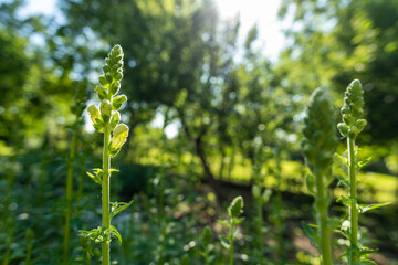 Wall Mural - tall healthy snapdragons with flower buds, ready to bloom. antirrhinum dragon flower. ornamental gar