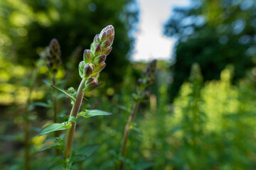 Wall Mural - tall healthy snapdragons with flower buds, ready to bloom. antirrhinum dragon flower. ornamental gar
