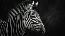 Zebra Head Close-up