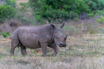 White rhinoceros, white rhino or square-lipped rhinoceros (Ceratotherium simum) on the plains of a game reserve in the Waterberg Area in South Africa