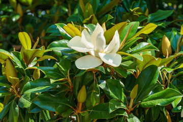 Wall Mural - Large white fragrance flowers Evergreen Southern Magnolia (Magnolia Grandiflora) in Sochi. Blooming magnolia on city streets.