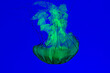 Jellyfish - Pacific Sea Nettles (Chrysaora fuscescens)
