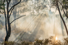 Rays Of Sunlight Coming Through Trees And Smoke From Burning Off In Bushland At Campbell's Creek