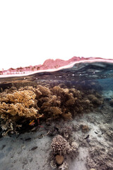 Wall Mural - Underwater photography of coral and marine life