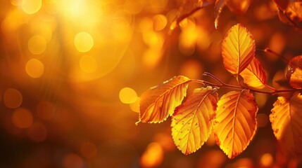 Wall Mural - Beautiful blurred autumn background with yellow-gold leaves in the rays of sunlight on a dark natural background.