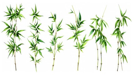  Branches of bamboo set isolated on white background