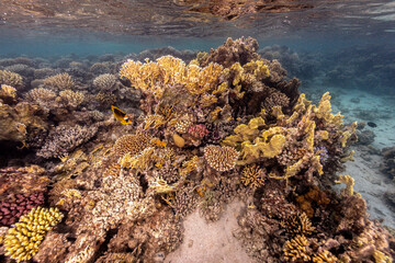 Wall Mural - Underwater photography of coral and marine life