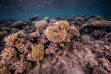 Wall Mural - Underwater photography of coral and marine life