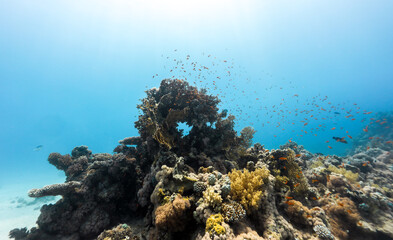 Wall Mural - Underwater photography of coral and marine life