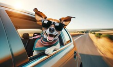 A Happy Dog With Sunglasses