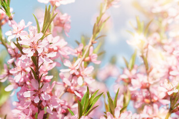 Wall Mural - Blooming pink almond. Spring background of macro almond blossom tree branch. Happy Passover background. World environment day concept. Easter, Birthday, womens, holiday banner.