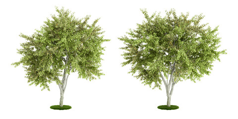 Wall Mural - Green tree isolated on white