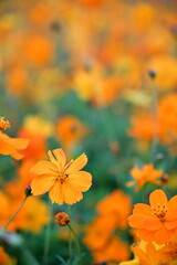 Wall Mural - The image showcases a field of these vivid flowers in an autumn garden with selective focus, highlighting the intricate details of a single blossoming cosmos against the blurred backdrop of nature.