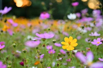 Wall Mural - The image showcases a field of these vivid flowers in an autumn garden with selective focus, highlighting the intricate details of a single blossoming cosmos against the blurred backdrop of nature.