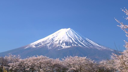 Wall Mural - 富士山と桜