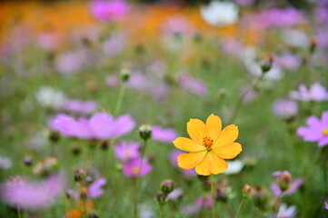 Wall Mural - The image showcases a field of these vivid flowers in an autumn garden with selective focus, highlighting the intricate details of a single blossoming cosmos against the blurred backdrop of nature.