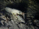 Fototapeta  - Crayfish in the lake of Biel, Switzerland