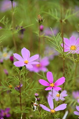 Wall Mural - The image showcases a field of these vivid flowers in an autumn garden with selective focus, highlighting the intricate details of a single blossoming cosmos against the blurred backdrop of nature.