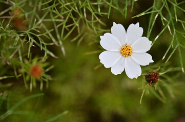 Wall Mural - The image showcases a field of these vivid flowers in an autumn garden with selective focus, highlighting the intricate details of a single blossoming cosmos against the blurred backdrop of nature.