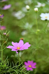 Wall Mural - The image showcases a field of these vivid flowers in an autumn garden with selective focus, highlighting the intricate details of a single blossoming cosmos against the blurred backdrop of nature.