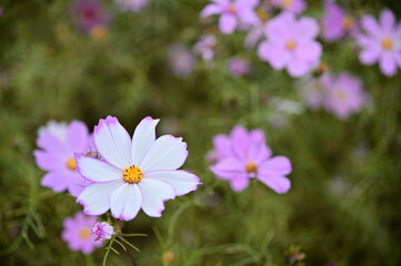 Wall Mural - The image showcases a field of these vivid flowers in an autumn garden with selective focus, highlighting the intricate details of a single blossoming cosmos against the blurred backdrop of nature.