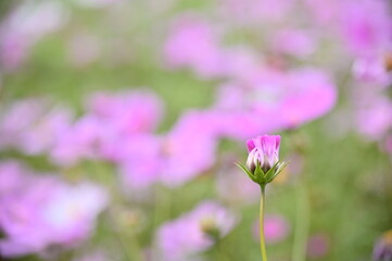 Wall Mural - The image showcases a field of these vivid flowers in an autumn garden with selective focus, highlighting the intricate details of a single blossoming cosmos against the blurred backdrop of nature.