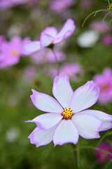 Wall Mural - The image showcases a field of these vivid flowers in an autumn garden with selective focus, highlighting the intricate details of a single blossoming cosmos against the blurred backdrop of nature.