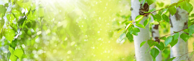 Aufkleber - Bright birch branches in the sunlight. Fresh green spring background with young green leaves of birch tree. White birch trunks.