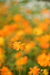 Wall Mural - The image showcases a field of these vivid flowers in an autumn garden with selective focus, highlighting the intricate details of a single blossoming cosmos against the blurred backdrop of nature.