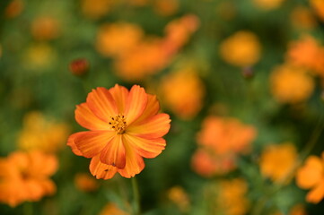 Wall Mural - The image showcases a field of these vivid flowers in an autumn garden with selective focus, highlighting the intricate details of a single blossoming cosmos against the blurred backdrop of nature.