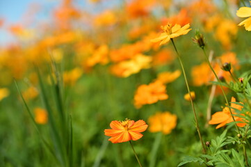 Wall Mural - The image showcases a field of these vivid flowers in an autumn garden with selective focus, highlighting the intricate details of a single blossoming cosmos against the blurred backdrop of nature.