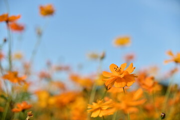 Wall Mural - The image showcases a field of these vivid flowers in an autumn garden with selective focus, highlighting the intricate details of a single blossoming cosmos against the blurred backdrop of nature.