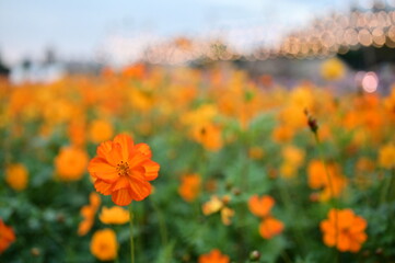 the image showcases a field of these vivid flowers in an autumn garden with selective focus, highlig