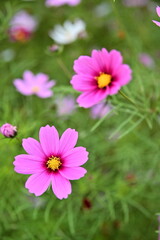 Wall Mural - The image showcases a field of these vivid flowers in an autumn garden with selective focus, highlighting the intricate details of a single blossoming cosmos against the blurred backdrop of nature.