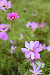 Wall Mural - The image showcases a field of these vivid flowers in an autumn garden with selective focus, highlighting the intricate details of a single blossoming cosmos against the blurred backdrop of nature.
