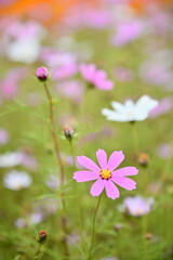Wall Mural - The image showcases a field of these vivid flowers in an autumn garden with selective focus, highlighting the intricate details of a single blossoming cosmos against the blurred backdrop of nature.