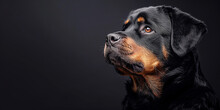 Portrait Of A Rottweiler On A Dark Background,