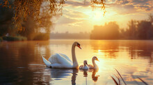 At Sunset, The Swan And Its Child Are On The Water