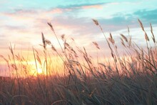Sunset In The Meadow With Wild Grasses And Flowers