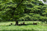 Fototapeta Sawanna - herd of gyr cows taking shade under a large tree in a grass field on a cattle farm