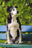 Fototapeta Konie - Hund auf einer Bank mit Blick nach rechts