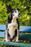 Fototapeta Konie - Hund sitzt auf einer Bank und schleckt mit der Zunge