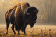 Bison - North America and Europe - A large, herbivorous mammal known for its massive size and historical importance to indigenous cultures. They are threatened by habitat loss and hunting