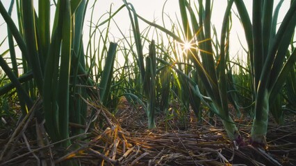 Wall Mural - green Shallots or red onions plant growing on the vegetable garden in evening with sun shines, panning shot