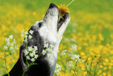 Fototapeta Konie - Frühling - Hund mit Löwenzahn in der Schnauze