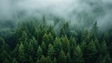 Fototapeta  - The dense green forest looks beautiful from bird's eye view. AI generated illustration