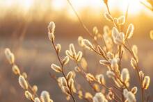 Close Up Of Pussy Willow Branches, Neutral Colors, Golden Hour Easter Background