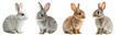 © Luckyphotos - Collection of rabbits sitting in different positions isolated on transparent or white background