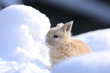 Wall Mural - small brown hare on the snow in cold winter